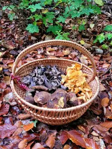 Korb mit Pfifferlingen, Herbsttrompeten und Flockenstieligen Hexenröhrlingen; Foto Verena 17.10.26