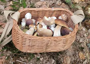 Korb mit Steinpilzen; Foto Verena 20.9.26