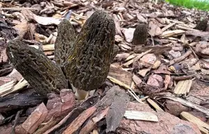 Abschied der Rindenmulchmorcheln; Foto Stefan 8.5.26