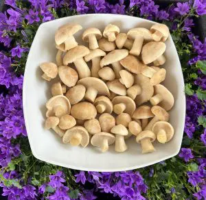 Schüssel mit frischen Maipilzen; Foto Heiko 14.4.26