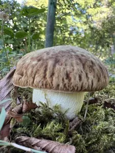 Marmorierter Röhrling 1; Foto Heiko 15.9.26
