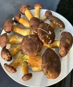 Teller mit Maronenröhrlingen; Foto Sonny 31.10.25