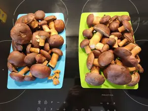 55 makellose Maronenröhrlinge; Foto Jürgen 30.10.26
