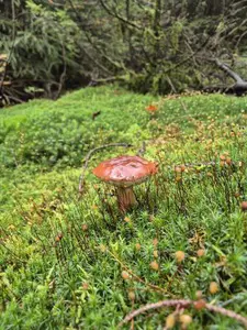 Vermutlich der letzten Maronenröhrling 2025 für Jörn und Charlotte; Foto Jörn 16.11.25