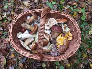 Herbstlicher Mischpilzkorb; Foto Michael 23.10.25
