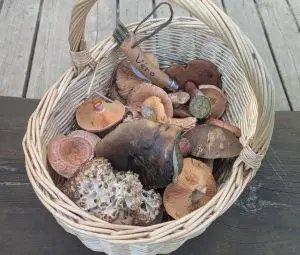 Korb mit Mischpilzen; Foto Véronique 20.9.26