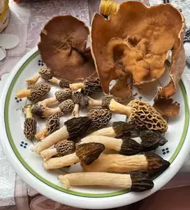 Morchelbecherling, Käppchenmorchel, Speisemorcheln; Foto Armin 19.4.26