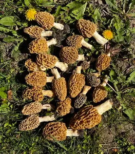 Fund von Speisemorcheln;