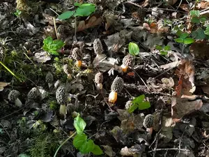 Morchelsuchbild; Foto Armin 17.4.26