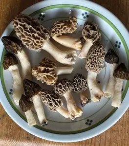 Teller mit Morcheln; Foto Armin 22.4.26