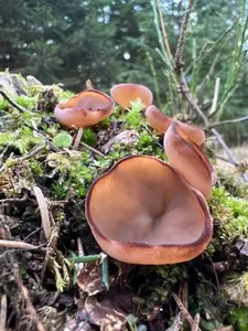 Nadelwaldscheibenlorcheln; Foto Heiko 8.3.26