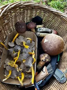 Pilzkorb mit Trompetenpfifferlingen; Foto Armin 1.11.25