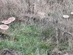 Gesellschaft von Parasolen; Foto Karin 10.9.25