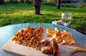 Viele Pfifferlinge; Foto Thomas 30.10.25