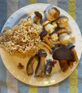 Teller mit frischen Waldpilzen; Foto Armin 20.9.26