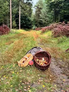 Pilzkörbe, Fliegenpilz; Foto Dirk 13.10.26