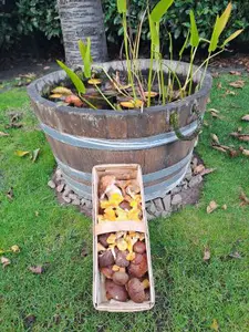 Maronen, Pfifferinge, ein Steinpilz; Foto Dirk 20.10.26