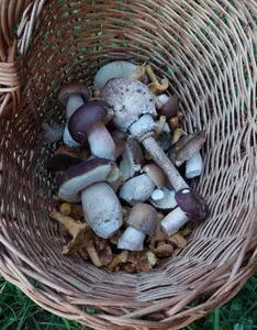 Korb mit schönen Mischpilzen; Foto Martin 18.9.26