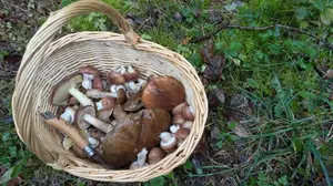 Korb mit Birkenpilzen und Butterpilzen; Foto Véronique 21.10.26