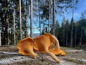 Wunderschöne späte Pfifferlinge; Foto Heiko 6.11.25