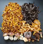 Frühherbstlicher Pilzfund, prächtig dargeboten von Martin; Foto Martin 14.9.25