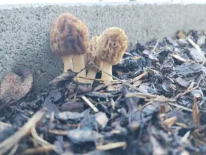 Erste Rindenmulchmorcheln 2026; Foto Simon 12.3.26