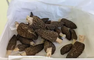 Fund von Rimumo (Rindenmujlchmorcheln); Foto Véronique 9.4.26