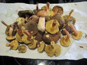 Rotfüße, Steinpilz; Foto Gisela 17.9.26