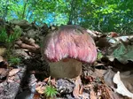Wunderschöner Kiefernsteinpilz; Foto Heiko 18.9.25