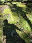 Schattenfigur im frühherbstlichen Wald; Foto Jörn 14.9.25