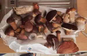 Fund mit Steinpilzen u. Rotkappen aus dem Kleinwald; Foto Martin 8.10.25
