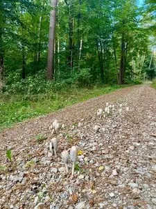Schopftintlinge auf Kiesweg; Foto Oliver 5.10.25