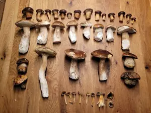 Späte Steinpilze, Maronen, Flockis; Foto Verena 16.11.25