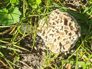 Speisemorchel; Foto Bettina 15.4.26