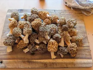 30 Speisemorcheln; Foto Matthias/Happurg 25.4.26