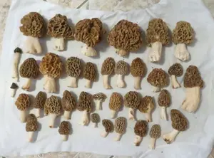 Guter Fund von Speisemorcheln; Foto Michael 18.4.26