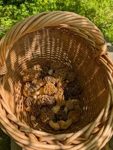 Korb mit Speisemorcheln; Foto Matthias/Happurg 26.4.26