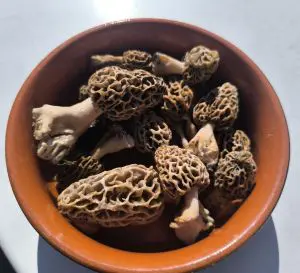 Speisemorcheln im Körbchen; Foto Philipp 8.4.26