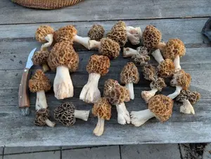 Speisemorchelfund vom Sonntag; Foto Matthias/Happurg 19.4.26