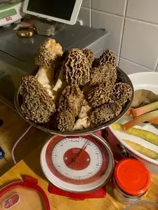 Ein knappes Pfund Speisemorcheln; Foto Felix 24.4.26