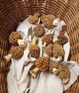 Helle Speisemorcheln vom Brachgelände; Foto Agnes 17.4.26