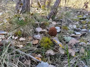 Runde Spitzmorchel; Foto Heidrun 8.4.26