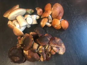 Starkenburger Fund; Foto Jürgen 7.10.25