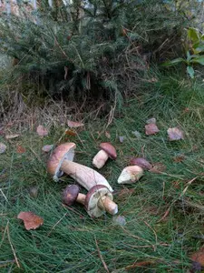 Steinpilz und Maronenröhrlinge; Foto Hendrik 11.11.25