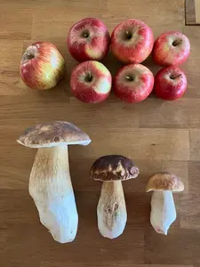 Steinpilze und Straßenäpfel; Foto Tanja 1.10.25