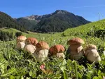 Fichtensteinpilze mit Bergausblick; Foto Heiko 6.9.25