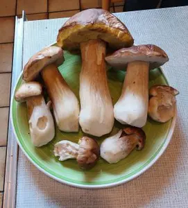 Teller mit frischen Steinpilzen; Foto Ivanka 13.11.25