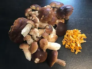 Steinpilzfund oberhalb von Morbach; Foto Jürgen 1.10.25