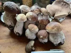 Steinpilze, ein Birkenpilz; Foto Karin 22.9.26