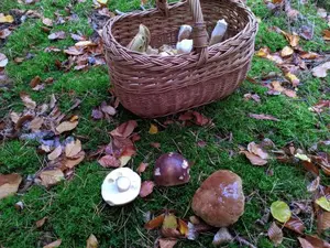 Steinpilze mit Korb; Foto Thomas 31.10.25